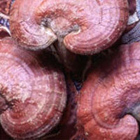 Reishi - Myth or Reality - See the short movie from Gano Excel